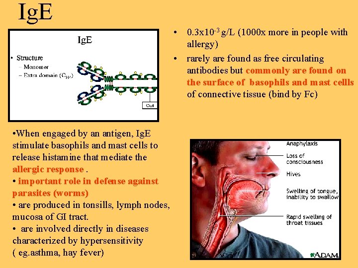 Ig. E • 0. 3 x 10 -3 g/L (1000 x more in people
