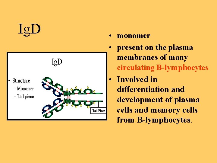 Ig. D • monomer • present on the plasma membranes of many circulating B-lymphocytes