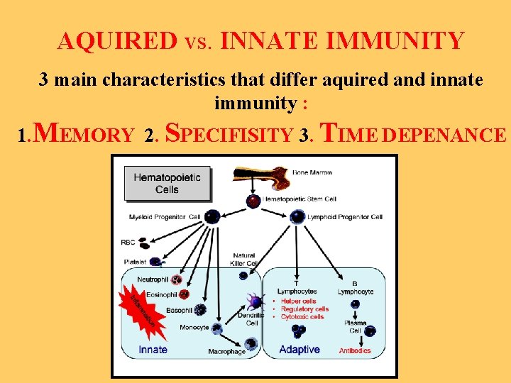 AQUIRED vs. INNATE IMMUNITY 3 main characteristics that differ aquired and innate immunity :