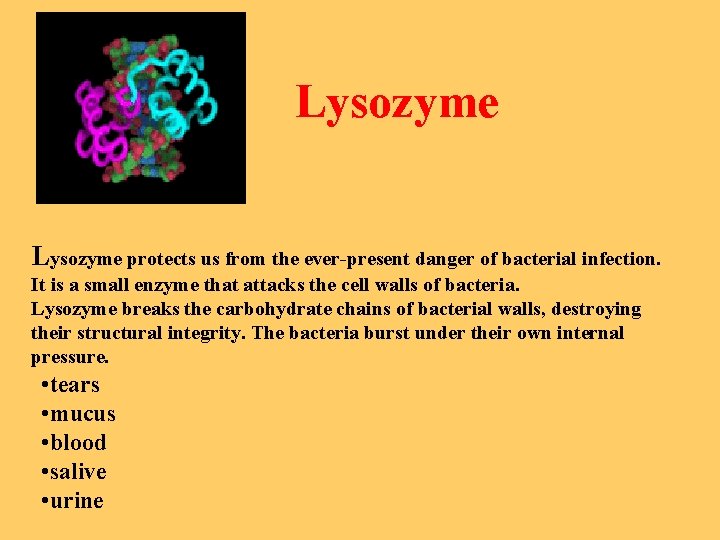 Lysozyme protects us from the ever-present danger of bacterial infection. It is a small