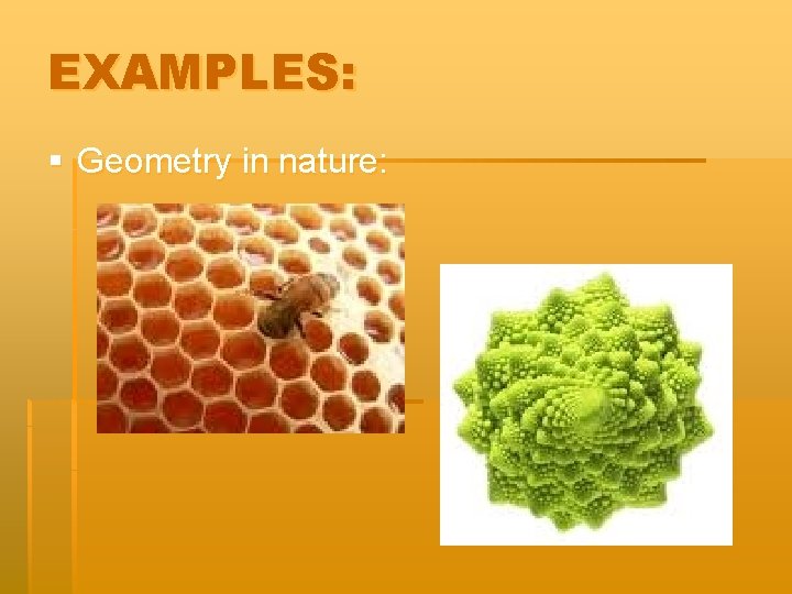 EXAMPLES: § Geometry in nature: 