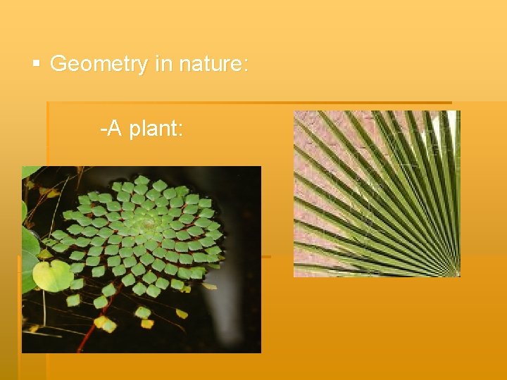 § Geometry in nature: -A plant: 