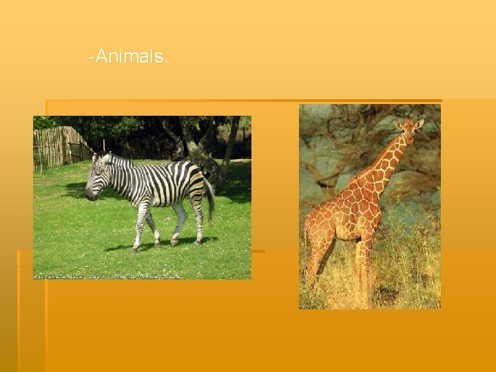 -Animals: 