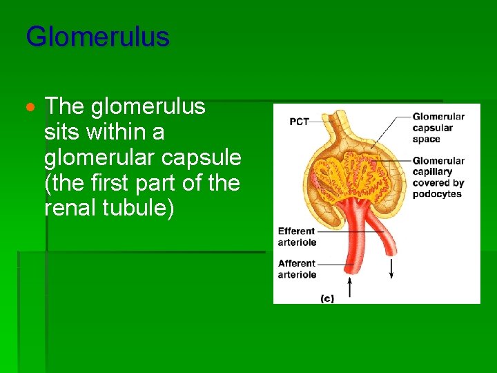 Glomerulus · The glomerulus sits within a glomerular capsule (the first part of the