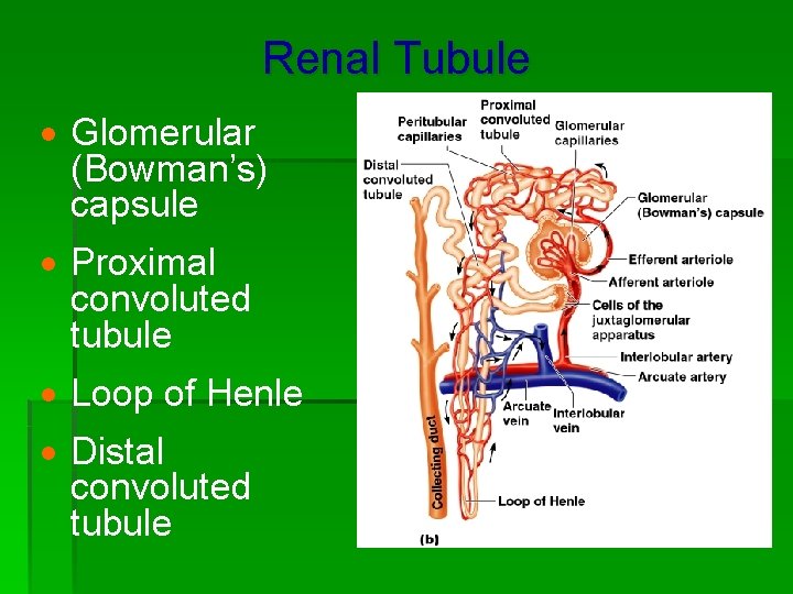 Renal Tubule · Glomerular (Bowman’s) capsule · Proximal convoluted tubule · Loop of Henle