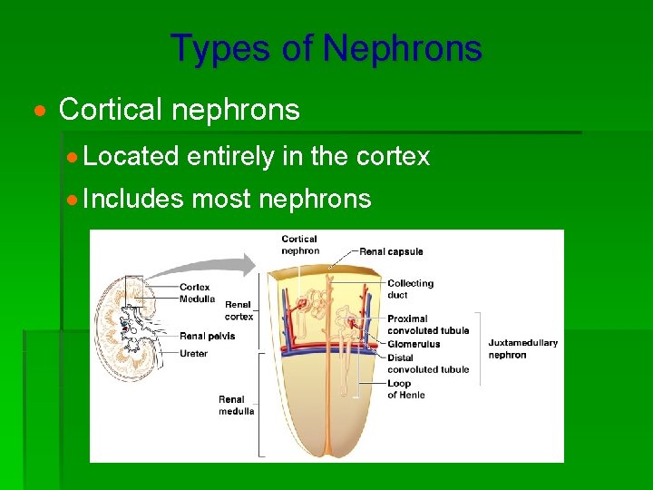 Types of Nephrons · Cortical nephrons · Located entirely in the cortex · Includes