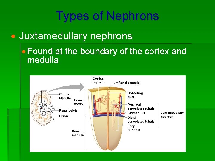 Types of Nephrons · Juxtamedullary nephrons · Found at the boundary of the cortex