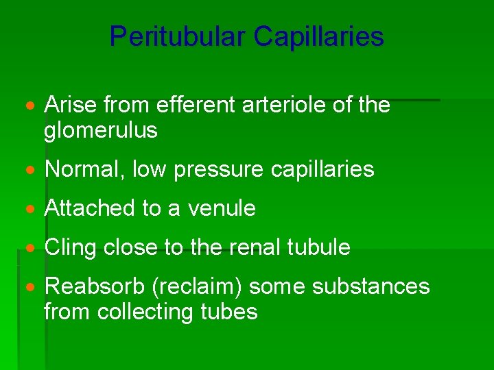 Peritubular Capillaries · Arise from efferent arteriole of the glomerulus · Normal, low pressure