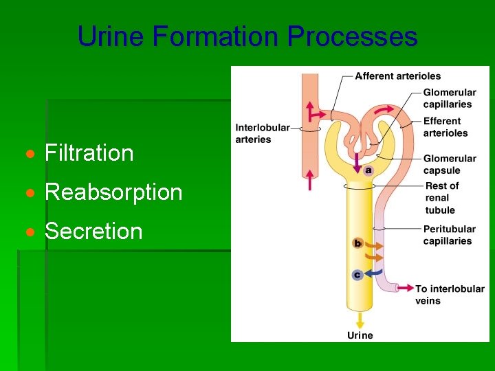 Urine Formation Processes · Filtration · Reabsorption · Secretion 