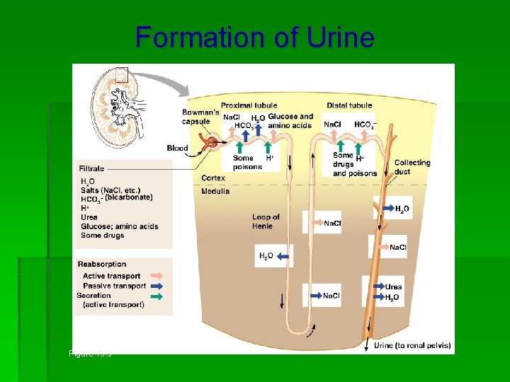 Formation of Urine Figure 15. 5 