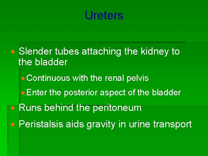 Ureters · Slender tubes attaching the kidney to the bladder · Continuous with the