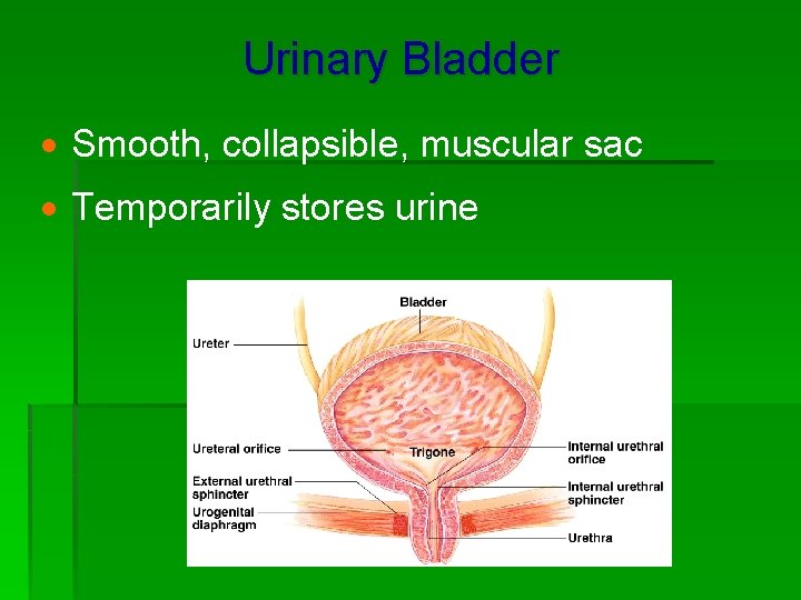 Urinary Bladder · Smooth, collapsible, muscular sac · Temporarily stores urine 