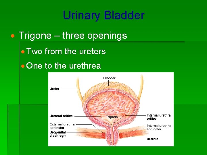 Urinary Bladder · Trigone – three openings · Two from the ureters · One