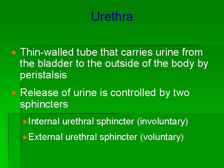 Urethra · Thin-walled tube that carries urine from the bladder to the outside of