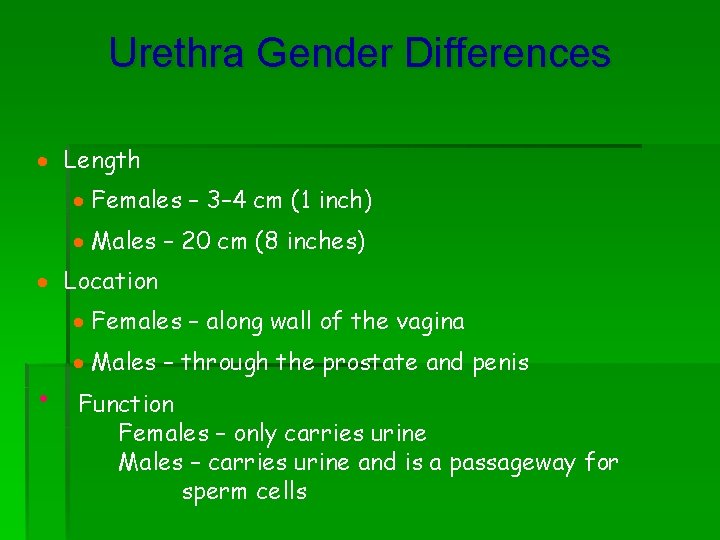 Urethra Gender Differences · Length · Females – 3– 4 cm (1 inch) ·