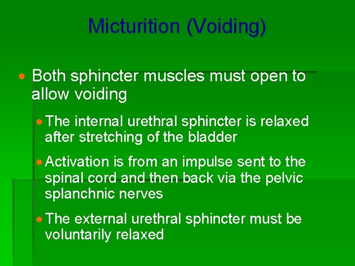 Micturition (Voiding) · Both sphincter muscles must open to allow voiding · The internal