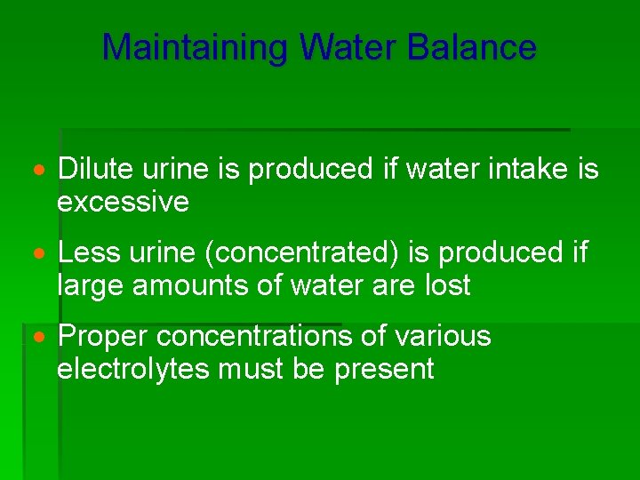 Maintaining Water Balance · Dilute urine is produced if water intake is excessive ·