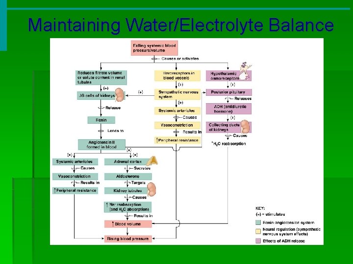 Maintaining Water/Electrolyte Balance 