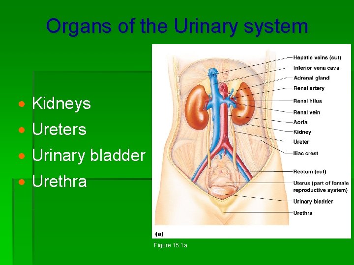 Organs of the Urinary system · Kidneys · Ureters · Urinary bladder · Urethra