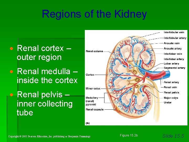 Regions of the Kidney · Renal cortex – outer region · Renal medulla –