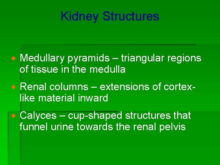 Kidney Structures · Medullary pyramids – triangular regions of tissue in the medulla ·
