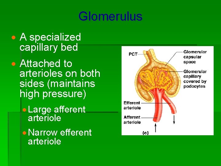 Glomerulus · A specialized capillary bed · Attached to arterioles on both sides (maintains