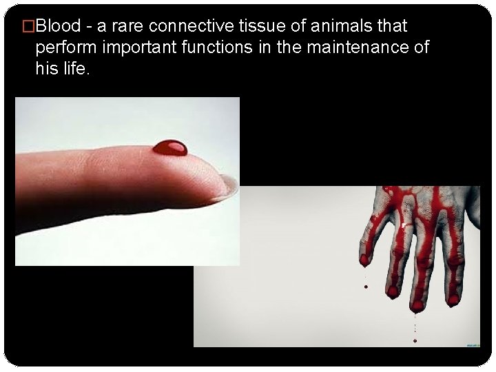 �Blood - a rare connective tissue of animals that perform important functions in the