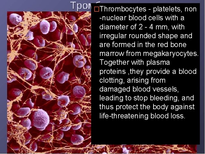 �Thrombocytes - platelets, non -nuclear blood cells with a diameter of 2 - 4