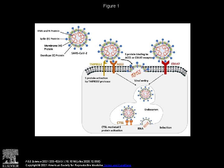 Figure 1 F&S Science 2021 233 -42 DOI: (10. 1016/j. xfss. 2020. 12. 005)