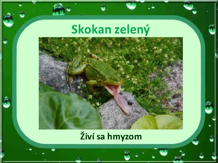 Skokan zelený Živí sa hmyzom 