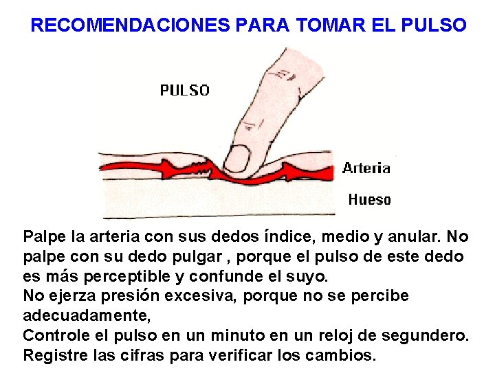 RECOMENDACIONES PARA TOMAR EL PULSO Palpe la arteria con sus dedos índice, medio y