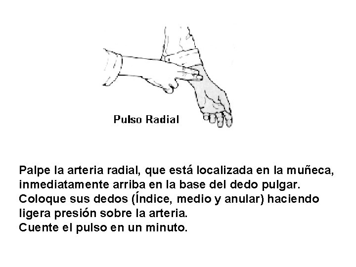 Palpe la arteria radial, que está localizada en la muñeca, inmediatamente arriba en la