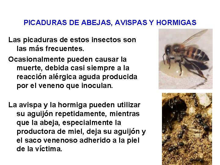 PICADURAS DE ABEJAS, AVISPAS Y HORMIGAS Las picaduras de estos insectos son las más