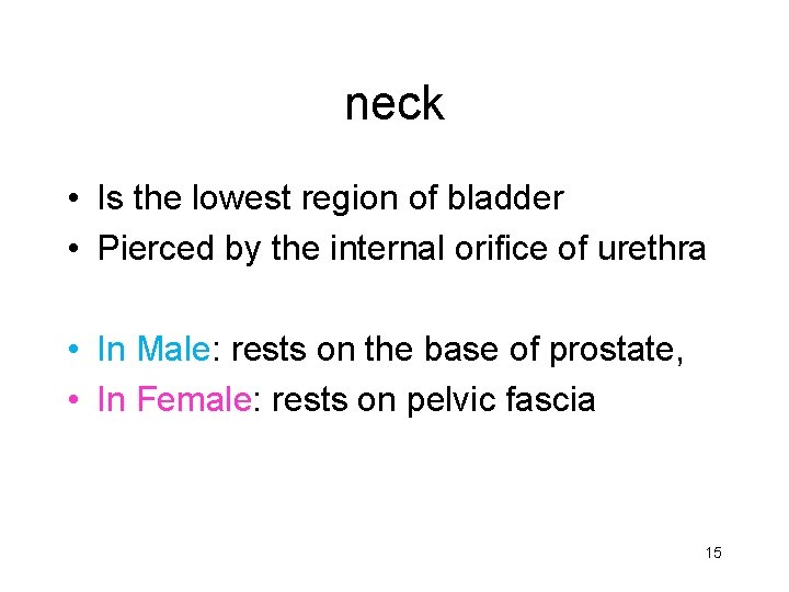 neck • Is the lowest region of bladder • Pierced by the internal orifice