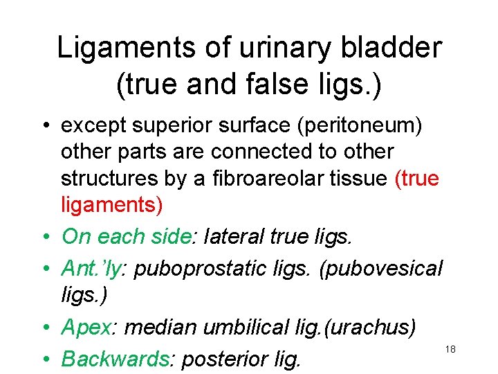 Ligaments of urinary bladder (true and false ligs. ) • except superior surface (peritoneum)