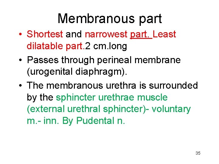 Membranous part • Shortest and narrowest part. Least dilatable part. 2 cm. long •