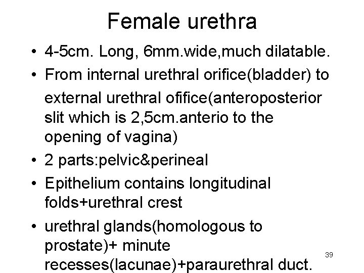 Female urethra • 4 -5 cm. Long, 6 mm. wide, much dilatable. • From