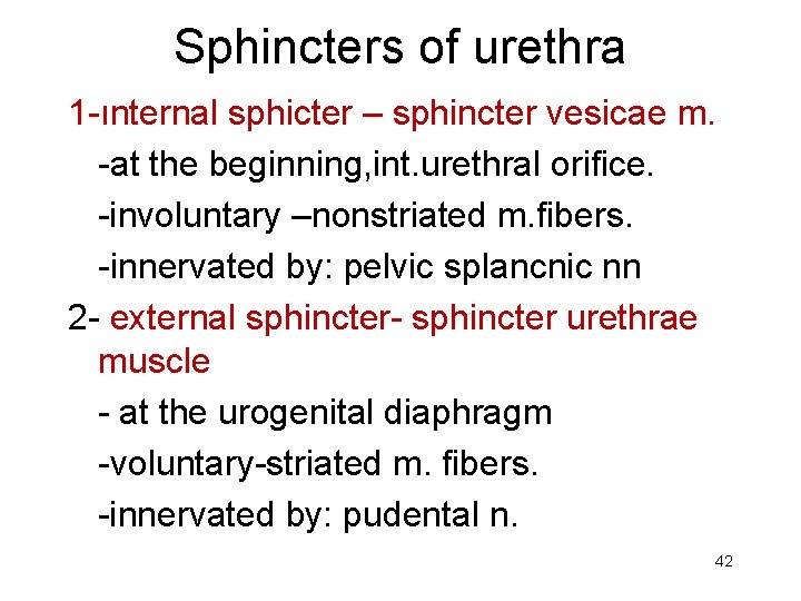 Sphincters of urethra 1 -ınternal sphicter – sphincter vesicae m. -at the beginning, int.