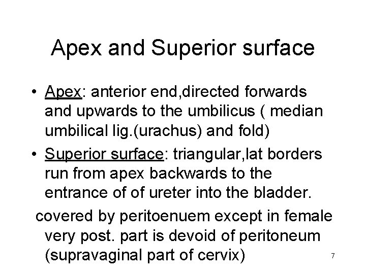 Apex and Superior surface • Apex: anterior end, directed forwards and upwards to the