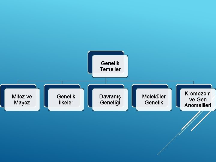 Genetik Temeller Mitoz ve Mayoz Genetik İlkeler Davranış Genetiği Moleküler Genetik Kromozom ve Gen