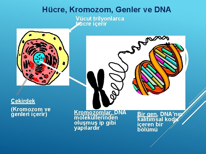 Hücre, Kromozom, Genler ve DNA Vücut trilyonlarca hücre içerir Çekirdek (Kromozom ve genleri içerir)