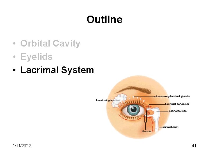 Outline • Orbital Cavity • Eyelids • Lacrimal System 1/11/2022 41 