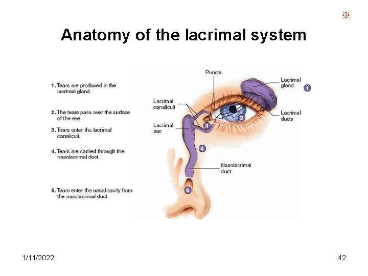 ※ Anatomy of the lacrimal system 1/11/2022 42 