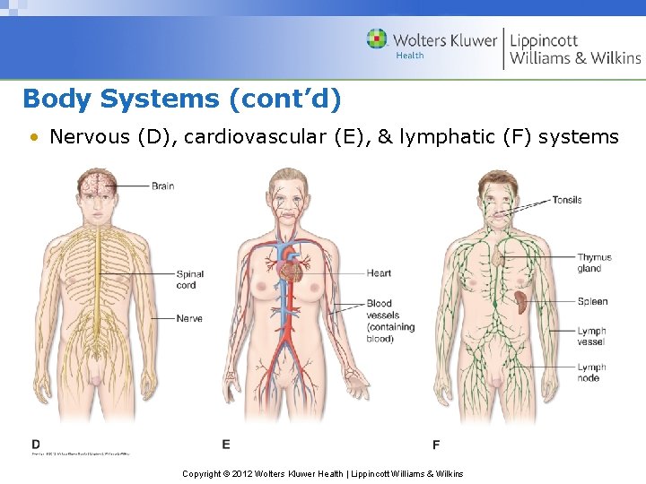 Body Systems (cont’d) • Nervous (D), cardiovascular (E), & lymphatic (F) systems Copyright ©