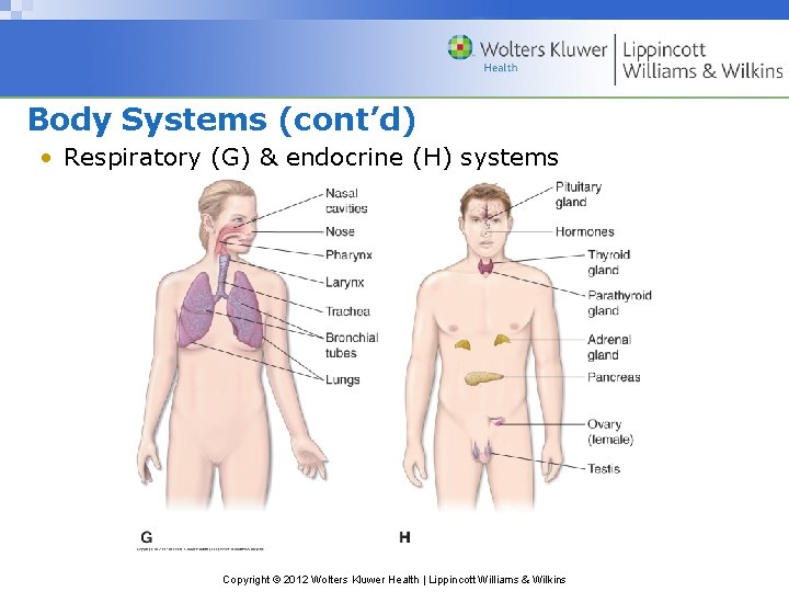 Body Systems (cont’d) • Respiratory (G) & endocrine (H) systems Copyright © 2012 Wolters