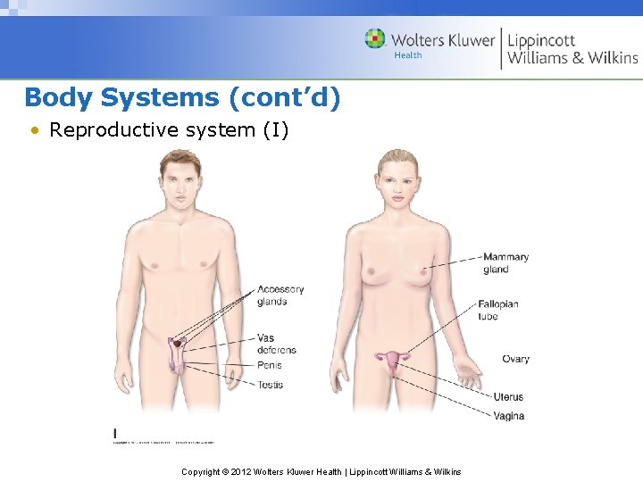 Body Systems (cont’d) • Reproductive system (I) Copyright © 2012 Wolters Kluwer Health |