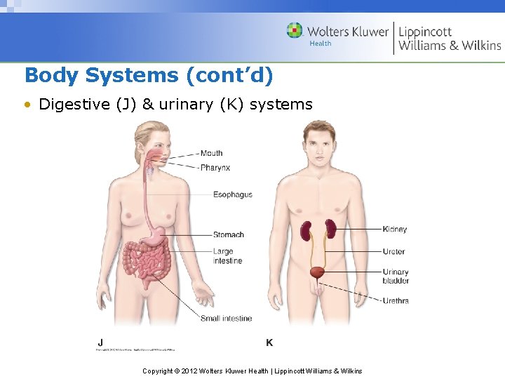 Body Systems (cont’d) • Digestive (J) & urinary (K) systems Copyright © 2012 Wolters