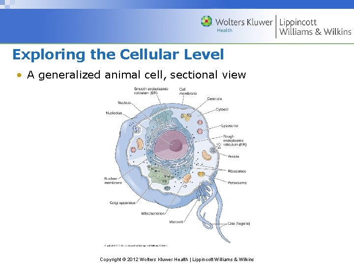 Exploring the Cellular Level • A generalized animal cell, sectional view Copyright © 2012
