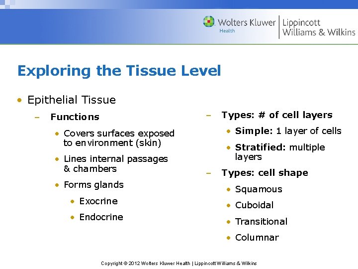 Exploring the Tissue Level • Epithelial Tissue – – Functions • Simple: 1 layer