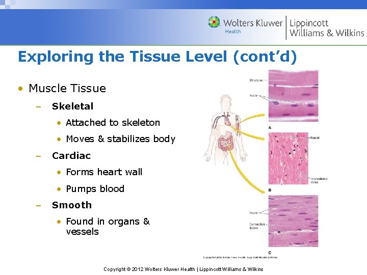 Exploring the Tissue Level (cont’d) • Muscle Tissue – Skeletal • Attached to skeleton